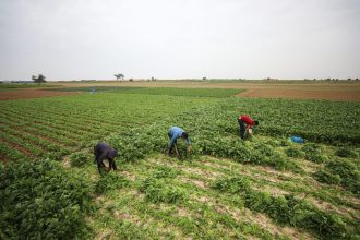 Israel Government Set To Receive 1,500 Kenyans Despite The War