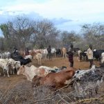UPDF & Other Joint Security Forces Return Impounded Cattle To Turkana Herdsmen In Karamoja