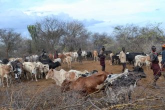 UPDF & Other Joint Security Forces Return Impounded Cattle To Turkana Herdsmen In Karamoja
