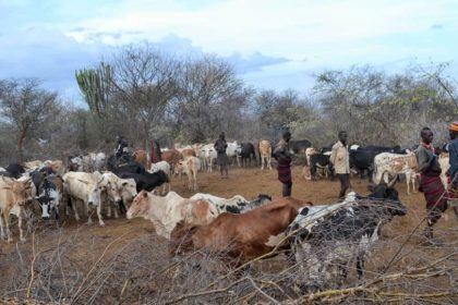 UPDF & Other Joint Security Forces Return Impounded Cattle To Turkana Herdsmen In Karamoja