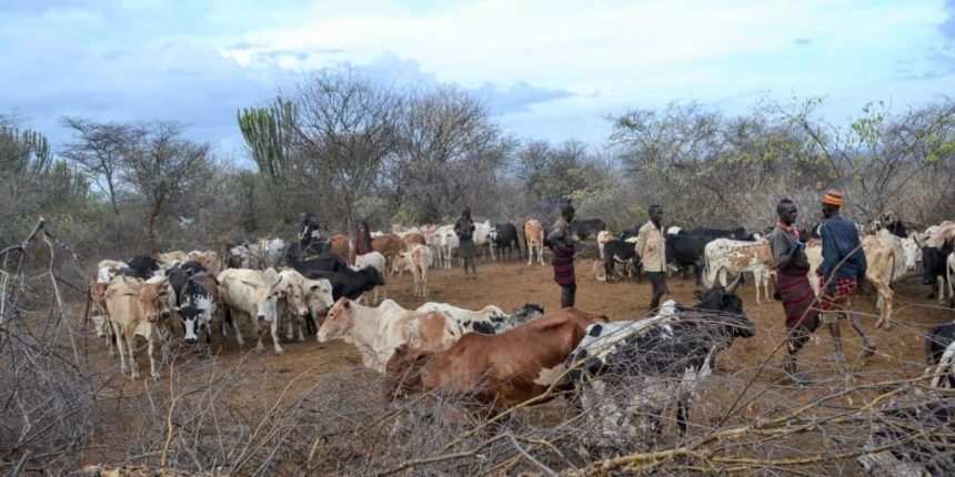 UPDF & Other Joint Security Forces Return Impounded Cattle To Turkana Herdsmen In Karamoja