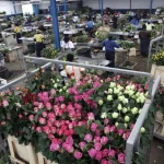 UK Lifts Tariffs On East African Flower Exports To Boost Trade