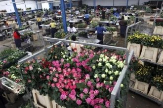 UK Lifts Tariffs On East African Flower Exports To Boost Trade