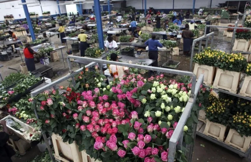 UK Lifts Tariffs On East African Flower Exports To Boost Trade