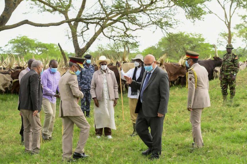 President Museveni Calls For More Foot & Mouth Vaccine Doses To Uganda