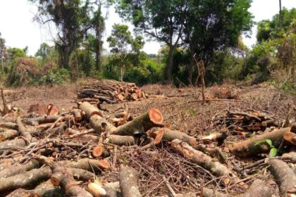 Deputy Speaker Thomas Tayebwa Orders Investigation Into Illegal Logging & Charcoal Burning At Zoka Forest Reserve