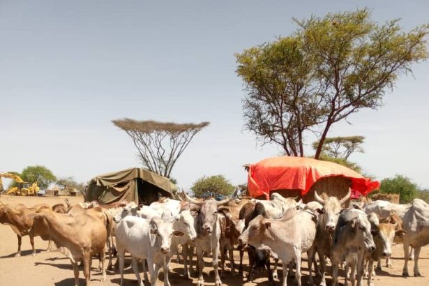 Joint Security Forces Recover 28 Stolen Cattle In Kotido District