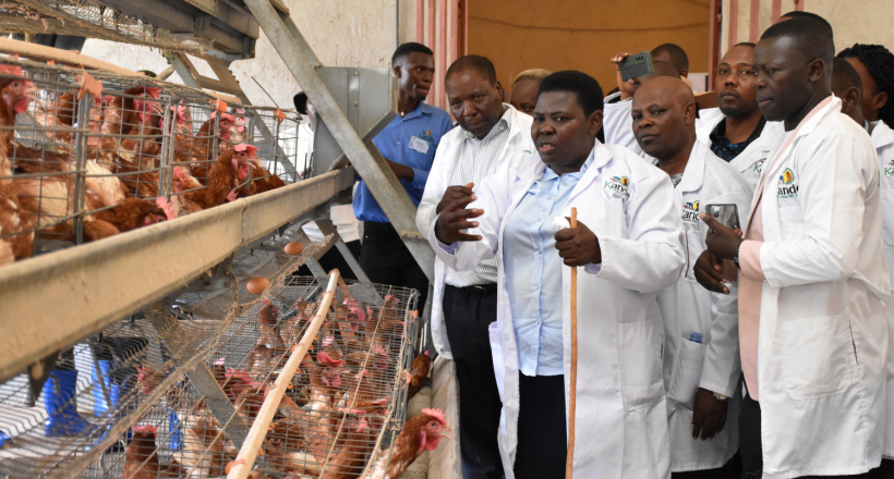 Embrace Poultry farming To Fight Poverty, NRM DS Namayanja Nsereko Tells Nakaseke Residents