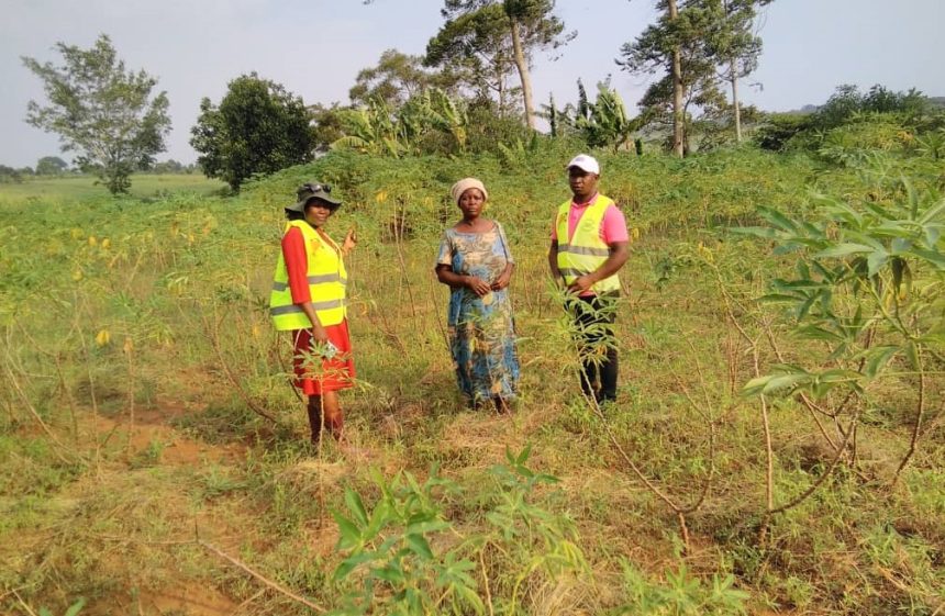 PDM Success: Rural Farmer In Mayuge District Reaps Big From Government Initiative, Boosts Livelihood With Rice And Cassava Farming