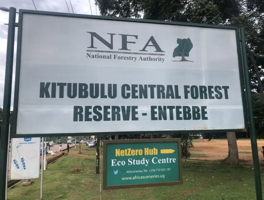 National Forestry Authority Under Fire Over Controversial Give-away Of Kitubulu Forest Land Without Local Approval