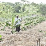 Details! Museveni’s Irrigation Revolution Set To Transform Uganda’s Agriculture