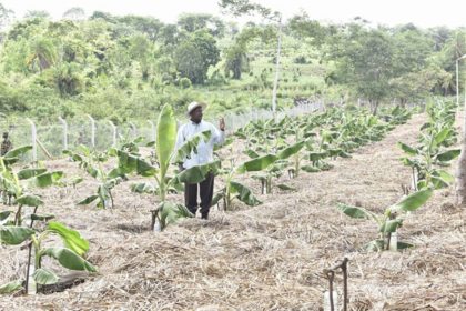 Details! Museveni’s Irrigation Revolution Set To Transform Uganda’s Agriculture