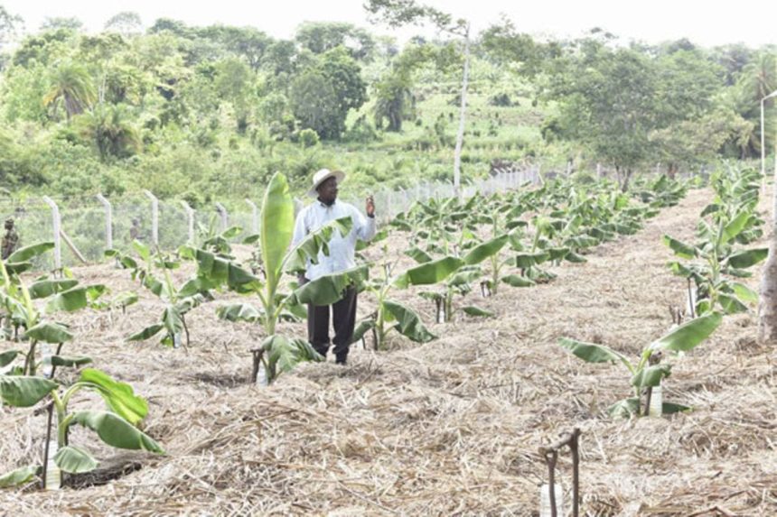 Details! Museveni’s Irrigation Revolution Set To Transform Uganda’s Agriculture