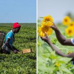 Who Really Benefits? Parliamentarians Protest ‘Unequal’ Ugx. 34.6Bn Tea Payments As Northern Uganda Oilseed Farmers Miss Out