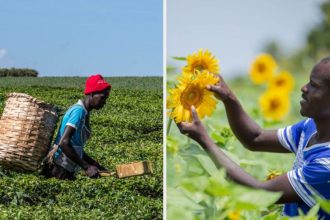 Who Really Benefits? Parliamentarians Protest ‘Unequal’ Ugx. 34.6Bn Tea Payments As Northern Uganda Oilseed Farmers Miss Out