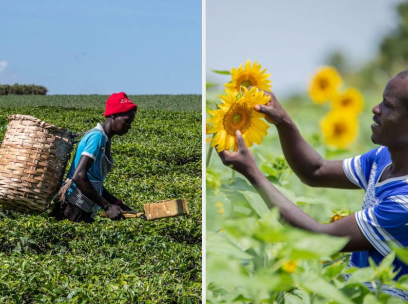 Who Really Benefits? Parliamentarians Protest ‘Unequal’ Ugx. 34.6Bn Tea Payments As Northern Uganda Oilseed Farmers Miss Out