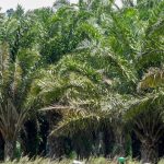 Buvuma District Blocks Public Land Deals Over Alleged Illegal Transfers, Fraudulent Titles