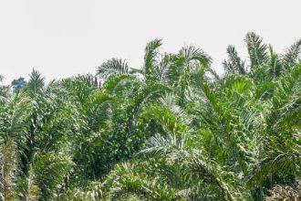 Buvuma District Blocks Public Land Deals Over Alleged Illegal Transfers, Fraudulent Titles