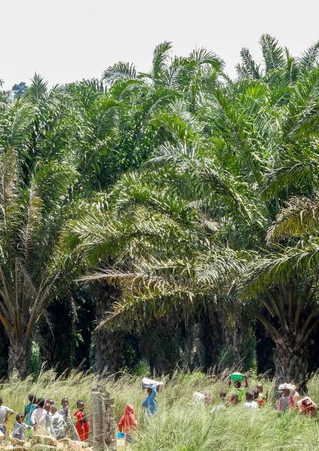 Buvuma District Blocks Public Land Deals Over Alleged Illegal Transfers, Fraudulent Titles